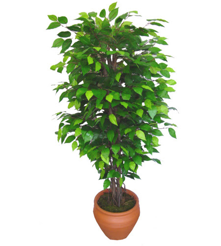 Ficus Benjamin 1,50 cm   Yozgat anneler gn iek yolla 