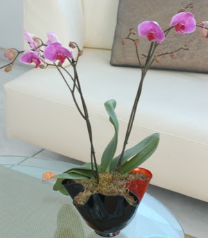  Yozgat ieki maazas  tek dal ikili orkide saksi iegi