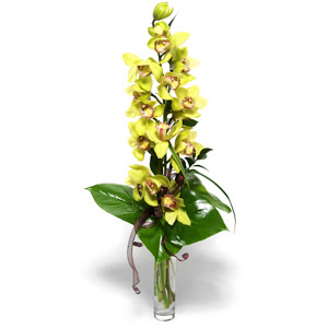  Yozgat nternetten iek siparii  cam vazo ierisinde tek dal canli orkide