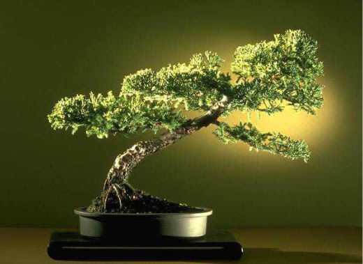 ithal bonsai saksi iegi  Yozgat ieki maazas 