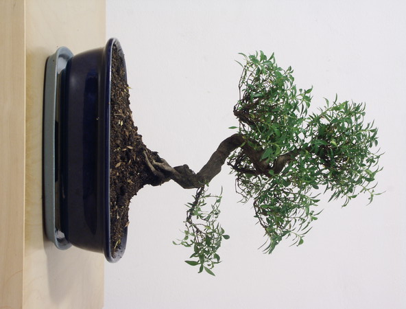 ithal bonsai saksi iegi  Yozgat iek siparii vermek 