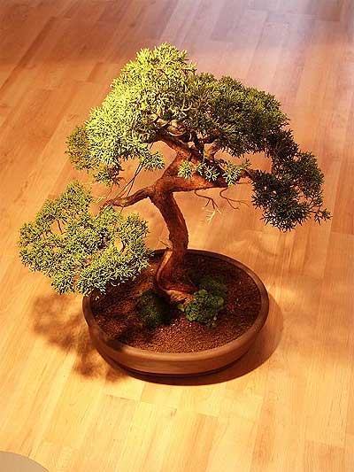 ithal bonsai saksi iegi  Yozgat iek maazas , ieki adresleri 