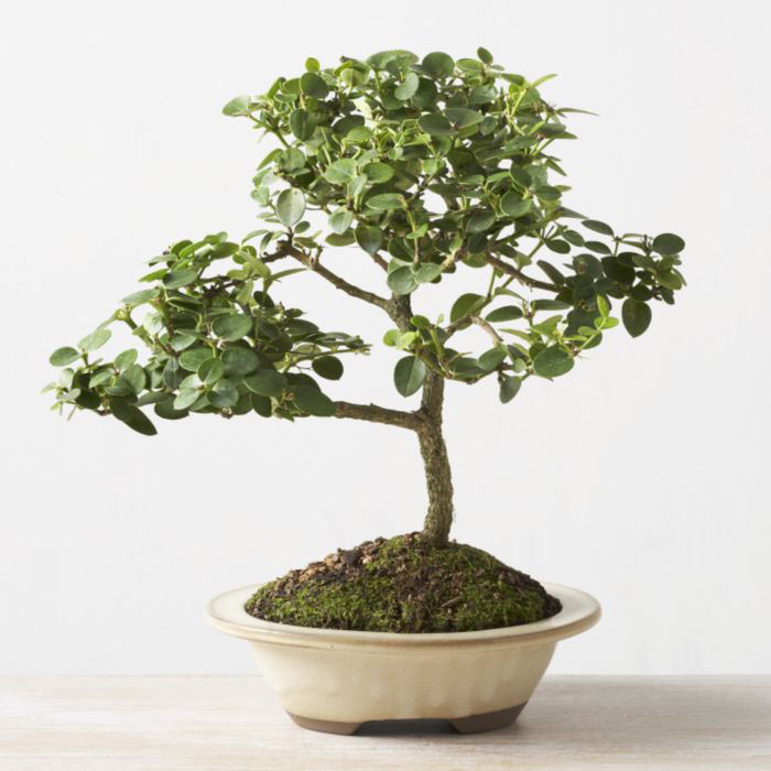 ithal bonsai saksi iegi  Yozgat iek online iek siparii 