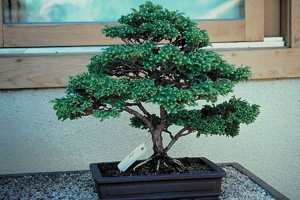 ithal bonsai saksi iegi  Yozgat 14 ubat sevgililer gn iek 