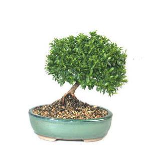 ithal bonsai saksi iegi  Yozgat cicekciler , cicek siparisi 