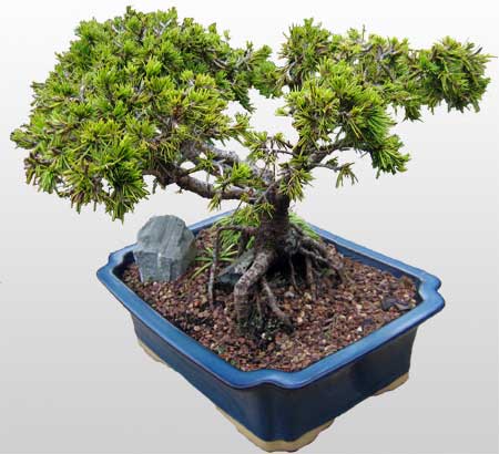 ithal bonsai saksi iegi  Yozgat ieki maazas 