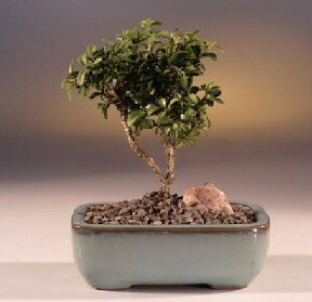  Yozgat iek yolla  ithal bonsai saksi iegi  Yozgat internetten iek sat 