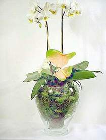  Yozgat iek sat  Cam yada mika vazoda zel orkideler