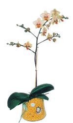  Yozgat online iek gnderme sipari  Phalaenopsis Orkide ithal kalite