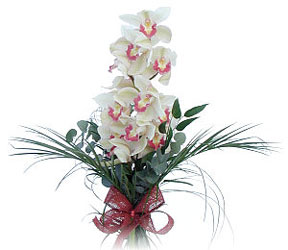  Yozgat iek siparii sitesi  Dal orkide ithal iyi kalite