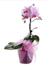 1 dal pembe orkide saksı çiçeği  Yozgat kaliteli taze ve ucuz çiçekler 