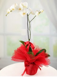 1 dal beyaz orkide saks iei  Yozgat yurtii ve yurtd iek siparii 