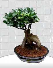 saks iei japon aac bonsai  Yozgat kaliteli taze ve ucuz iekler 