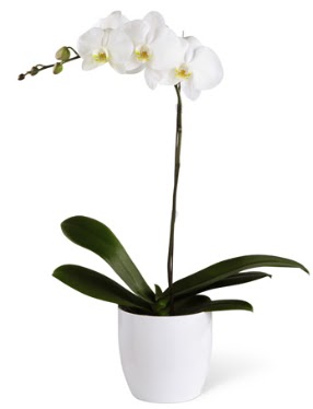 1 dall beyaz orkide  Yozgat 14 ubat sevgililer gn iek 