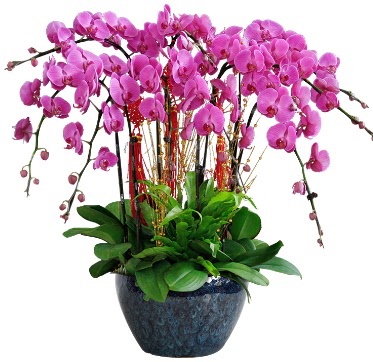 9 dallı mor orkide  Yozgat 14 şubat sevgililer günü çiçek 