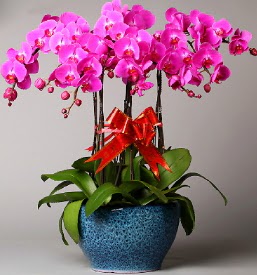 7 dall mor orkide  Yozgat iek online iek siparii 