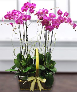 4 dall mor orkide  Yozgat gvenli kaliteli hzl iek 