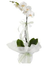 1 dal beyaz orkide iei  Yozgat iek siparii vermek 