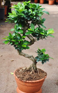 Orta boy bonsai saks bitkisi  Yozgat internetten iek siparii 