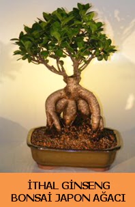 thal japon aac ginseng bonsai sat  Yozgat nternetten iek siparii 