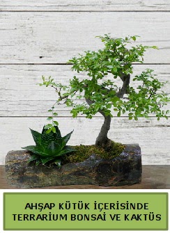 Ahap ktk bonsai kakts teraryum  Yozgat internetten iek siparii 