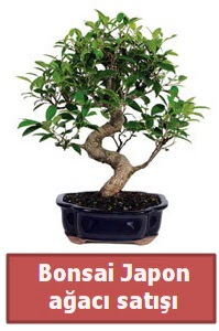 Japon aac bonsai sat  Yozgat iek siparii sitesi 