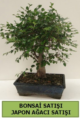Minyatr bonsai japon aac sat  Yozgat iek gnderme sitemiz gvenlidir 