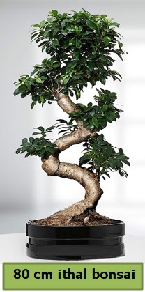 80 cm özel saksıda bonsai bitkisi  Yozgat çiçekçi telefonları 
