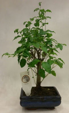 Minyatr bonsai japon aac sat  Yozgat ieki telefonlar 