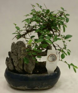 thal 1.ci kalite bonsai japon aac  Yozgat iek sat 