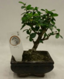 Kk minyatr bonsai japon aac  Yozgat iek gnderme 