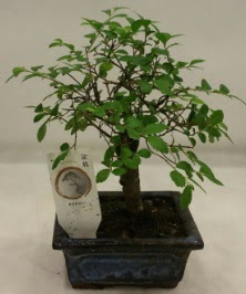 Minyatr ithal japon aac bonsai bitkisi  Yozgat iek sat 