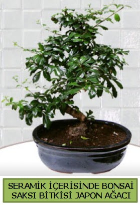 Seramik vazoda bonsai japon aac bitkisi  Yozgat iek siparii sitesi 
