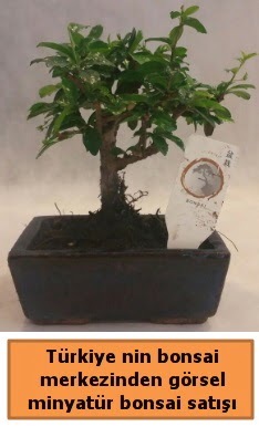 Japon aac bonsai sat ithal grsel  Yozgat iek yolla 