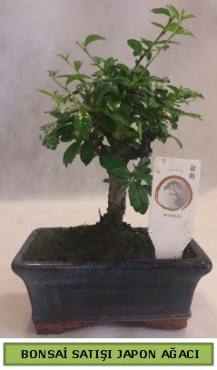 Minyatr bonsai aac sat  Yozgat iek gnderme 