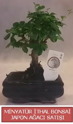 Kk grsel bonsai japon aac bitkisi  Yozgat iek , ieki , iekilik 