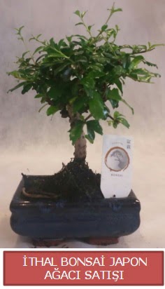thal kk boy minyatr bonsai aa bitkisi  Yozgat ieki telefonlar 