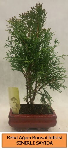 Selvi aac bonsai japon aac bitkisi  Yozgat iek sat 