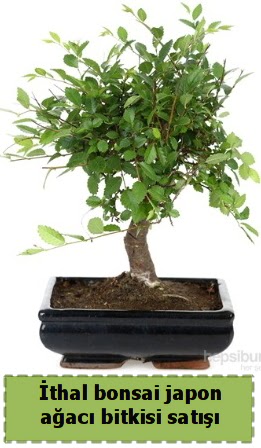 thal bonsai saks iei Japon aac sat  Yozgat nternetten iek siparii 