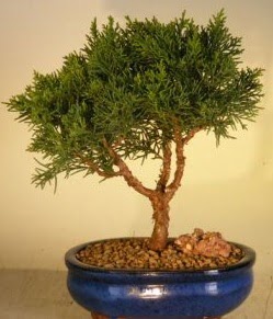 Servi am bonsai japon aac bitkisi  Yozgat iek yolla 