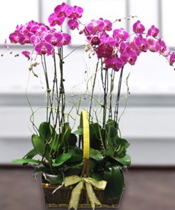 7 dall mor lila orkide  Yozgat iek gnderme sitemiz gvenlidir 