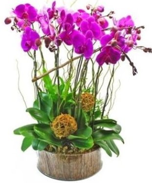 Ahap ktkte lila mor orkide 8 li  Yozgat internetten iek sat 