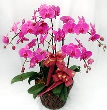 Sepet ierisinde 5 dall lila orkide  Yozgat ucuz iek gnder 