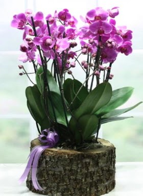 Ktk ierisinde 6 dall mor orkide  Yozgat ucuz iek gnder 