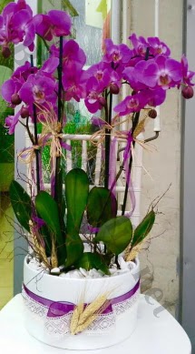 Seramik vazoda 4 dall mor lila orkide  Yozgat online iek gnderme sipari 