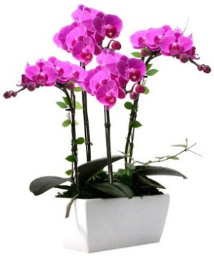Seramik vazo ierisinde 4 dall mor orkide  Yozgat iek sat 