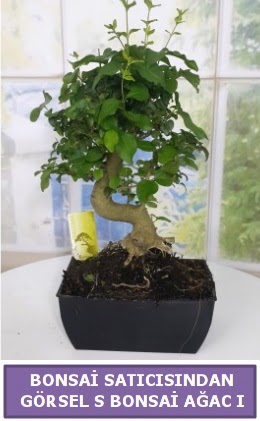 S dal erilii bonsai japon aac  Yozgat iek sat 