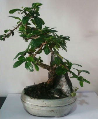 S eklinde ithal bonsai aac  Yozgat iek yolla 