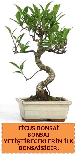 Ficus bonsai 15 ile 25 cm arasndadr  Yozgat iek yolla 