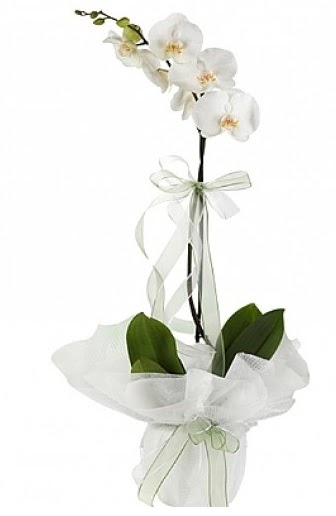Tekli Beyaz Orkide  Yozgat hediye iek yolla 